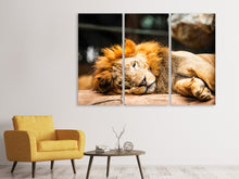 Laden Sie das Bild in den Galerie-Viewer, Leinwandbild 3-teilig Entspannter Löwe