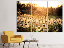 Laden Sie das Bild in den Galerie-Viewer, Leinwandbild 3-teilig Gänseblümchen bei Sonnenuntergang