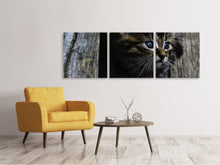 Laden Sie das Bild in den Galerie-Viewer, Panorama Leinwandbild 3-teilig Katzen Kind
