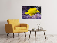 Laden Sie das Bild in den Galerie-Viewer, Leinwandbild Der Zitronen-Doktorfisch