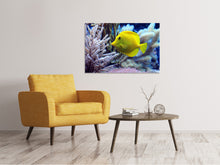 Laden Sie das Bild in den Galerie-Viewer, Leinwandbild Gelber Doktorfisch XL