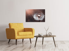 Laden Sie das Bild in den Galerie-Viewer, Leinwandbild Pusteblume im Abendlicht