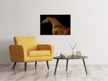 Laden Sie das Bild in den Galerie-Viewer, Leinwandbild Stolzes Pferd