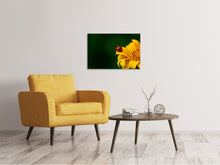 Laden Sie das Bild in den Galerie-Viewer, Leinwandbild Marienkäfer auf der Sonnenblume
