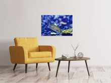 Laden Sie das Bild in den Galerie-Viewer, Leinwandbild Ein Fisch im Aquarium