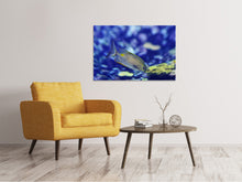 Laden Sie das Bild in den Galerie-Viewer, Leinwandbild Ein Fisch im Aquarium