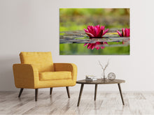 Laden Sie das Bild in den Galerie-Viewer, Leinwandbild Rotes Seerosen Duo
