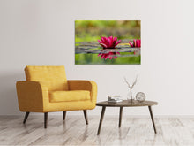 Laden Sie das Bild in den Galerie-Viewer, Leinwandbild Rotes Seerosen Duo
