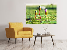 Laden Sie das Bild in den Galerie-Viewer, Leinwandbild Seerosen in XL