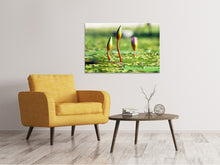 Laden Sie das Bild in den Galerie-Viewer, Leinwandbild Seerosen in XL