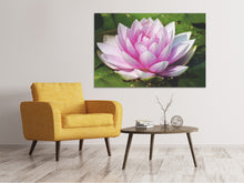 Laden Sie das Bild in den Galerie-Viewer, Leinwandbild Seerose in rosa