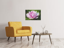 Laden Sie das Bild in den Galerie-Viewer, Leinwandbild Seerose in rosa