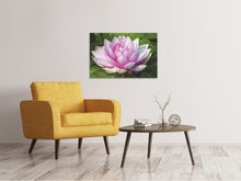 Laden Sie das Bild in den Galerie-Viewer, Leinwandbild Seerose in rosa