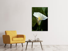 Laden Sie das Bild in den Galerie-Viewer, Leinwandbild Weisse Calla mit Morgentau