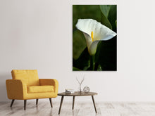 Laden Sie das Bild in den Galerie-Viewer, Leinwandbild Weisse Calla mit Morgentau