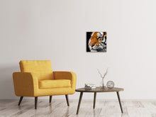 Laden Sie das Bild in den Galerie-Viewer, Leinwandbild Close up Tiger Kopf