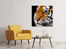 Laden Sie das Bild in den Galerie-Viewer, Leinwandbild Close up Tiger Kopf