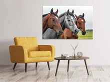 Laden Sie das Bild in den Galerie-Viewer, Leinwandbild Das Pferde Trio