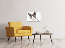 Laden Sie das Bild in den Galerie-Viewer, Leinwandbild Edle Katze