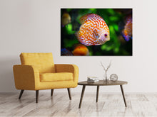 Laden Sie das Bild in den Galerie-Viewer, Leinwandbild Der Diskus Fisch