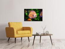 Laden Sie das Bild in den Galerie-Viewer, Leinwandbild Der Diskus Fisch