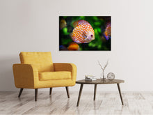 Laden Sie das Bild in den Galerie-Viewer, Leinwandbild Der Diskus Fisch