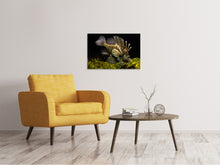 Laden Sie das Bild in den Galerie-Viewer, Leinwandbild Lion Fisch