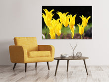 Laden Sie das Bild in den Galerie-Viewer, Leinwandbild Gelbe Tulpen in der Natur