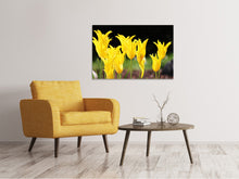 Laden Sie das Bild in den Galerie-Viewer, Leinwandbild Gelbe Tulpen in der Natur
