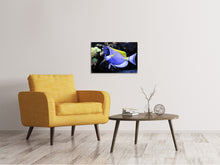 Laden Sie das Bild in den Galerie-Viewer, Leinwandbild Der Weisskehl Doktorfisch