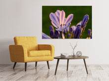 Laden Sie das Bild in den Galerie-Viewer, Leinwandbild Schmucklilien mit Morgentau