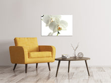 Laden Sie das Bild in den Galerie-Viewer, Leinwandbild Orchideen Blüte