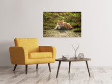 Laden Sie das Bild in den Galerie-Viewer, Leinwandbild Kitten in der Natur