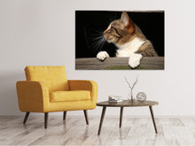 Laden Sie das Bild in den Galerie-Viewer, Leinwandbild XL Katze