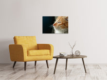 Laden Sie das Bild in den Galerie-Viewer, Leinwandbild Kitten Nase