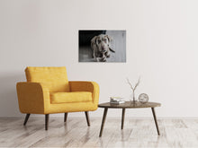 Laden Sie das Bild in den Galerie-Viewer, Leinwandbild Der Weimaraner