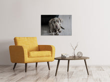 Laden Sie das Bild in den Galerie-Viewer, Leinwandbild Der Weimaraner