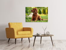 Laden Sie das Bild in den Galerie-Viewer, Leinwandbild Aufmerksamer Irish Setter
