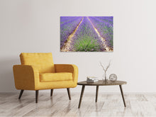 Laden Sie das Bild in den Galerie-Viewer, Leinwandbild Das Lavendel Feld
