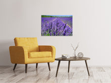 Laden Sie das Bild in den Galerie-Viewer, Leinwandbild Die Lavendelblüten