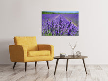 Laden Sie das Bild in den Galerie-Viewer, Leinwandbild Die Lavendelblüten