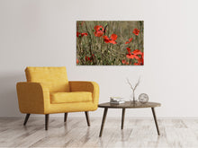 Laden Sie das Bild in den Galerie-Viewer, Leinwandbild Der Klatschmohn in der Natur