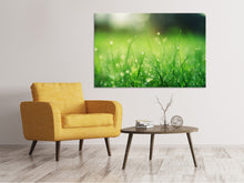 Laden Sie das Bild in den Galerie-Viewer, Leinwandbild Wiese mit Morgentau