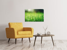 Laden Sie das Bild in den Galerie-Viewer, Leinwandbild Wiese mit Morgentau