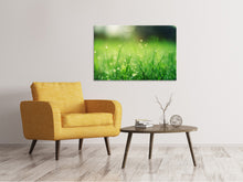 Laden Sie das Bild in den Galerie-Viewer, Leinwandbild Wiese mit Morgentau