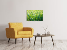 Laden Sie das Bild in den Galerie-Viewer, Leinwandbild Gras mit Morgentau XL