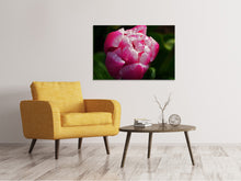 Laden Sie das Bild in den Galerie-Viewer, Leinwandbild Tulpe mit Morgentau in XL