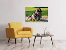 Laden Sie das Bild in den Galerie-Viewer, Leinwandbild 2 Wolfsspitz