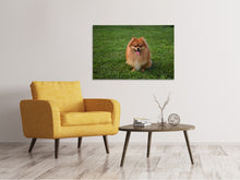 Laden Sie das Bild in den Galerie-Viewer, Leinwandbild Der kleine Spitz
