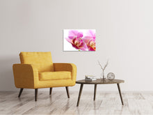 Laden Sie das Bild in den Galerie-Viewer, Leinwandbild Prächtige Phalaenopsis